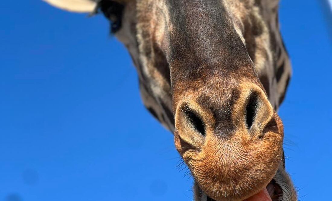 En el Parque Central esperan despedir a Benito de una manera muy especial | Facebook Salvemos a Benito