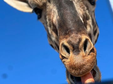 Así planean despedir a la jirafa Benito antes de su traslado a Puebla