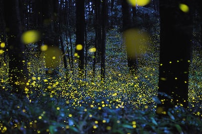 ¿Cuánto cuesta y dónde ver luciérnagas en Puebla esta temporada?