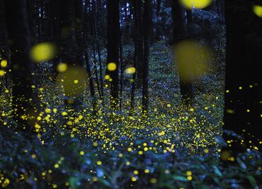 ¿Cuánto cuesta y dónde ver luciérnagas en Puebla esta temporada?