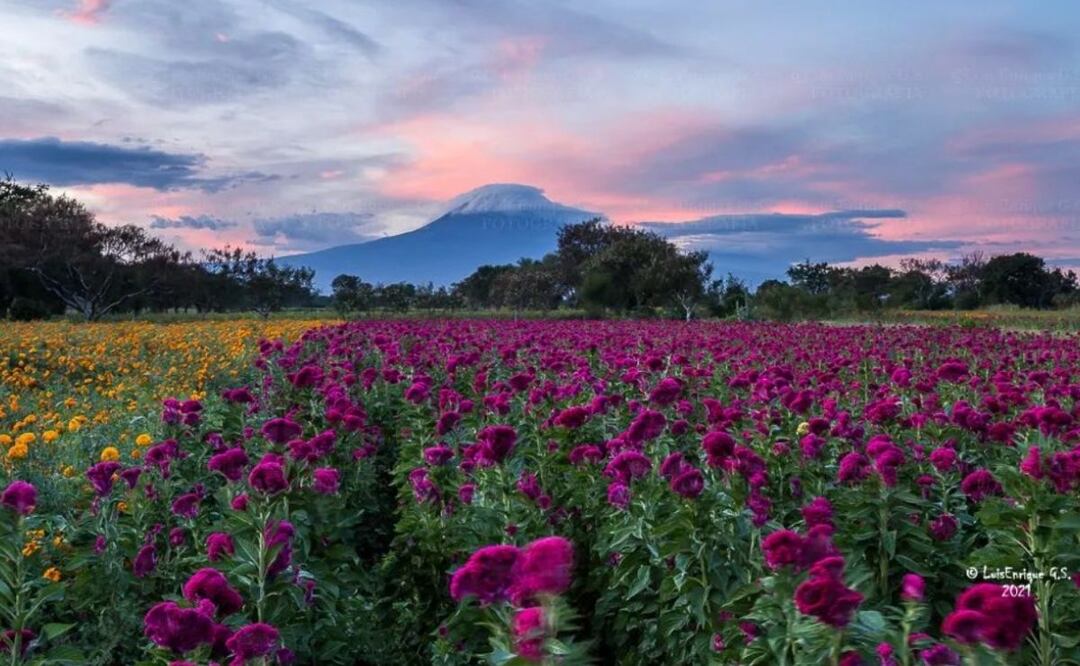 Prepara las flores que puede llevar el altar para recibir a los seres queridos | Foto: Instagram luisenrique_foto