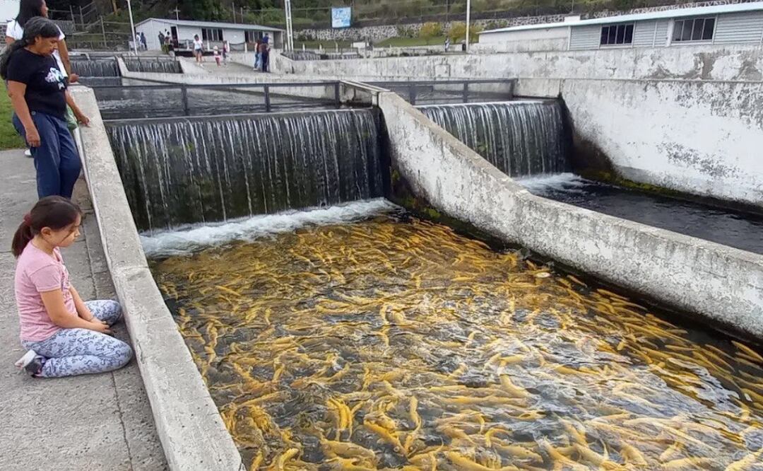 En Puebla también se producen pescados y mariscos aunque el estado no tiene mar I Foto: EsImagen