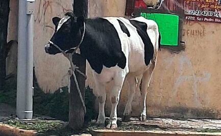 Cholula mágica: amarran una vaca en un poste de teléfono