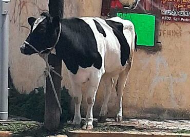 Cholula mágica: amarran una vaca en un poste de teléfono