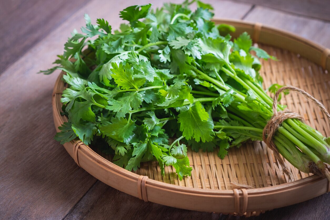 El cilantro es un ingrediente esencial en la cocina por su capacidad para realzar el sabor de los platillos, pero su efectividad para mantener una piel radiante es menos conocida.

Foto: Producción El Universal Puebla