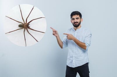 ¿Cuáles son los síntomas de una picadura de araña violinista?