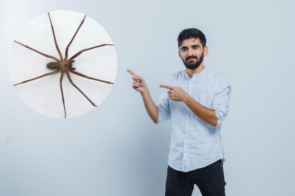 Las picaduras de araña violinista son potencialmente mortales | Foto: Freepik / Archivo El Universal