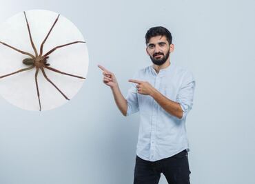 ¿Cuáles son los síntomas de una picadura de araña violinista?