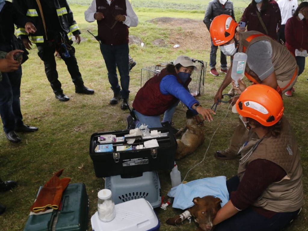 ¡Final feliz! Rescatan a perritos en #SocavónPuebla