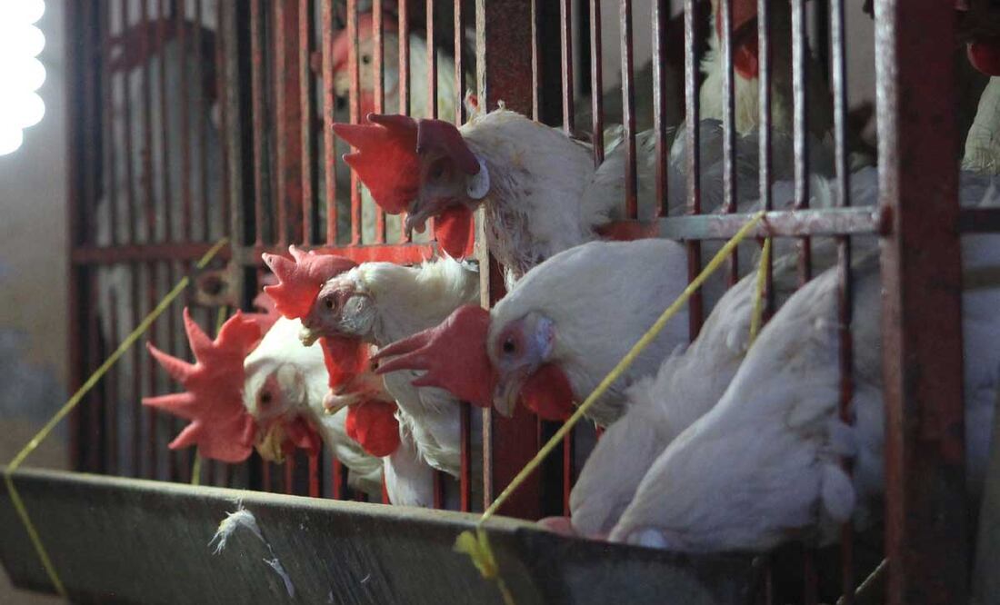 La cepa de influenza aviar H5N1 llegó a Puebla en el 2022 | foto: agencia Es Imagen para El Universal Puebla