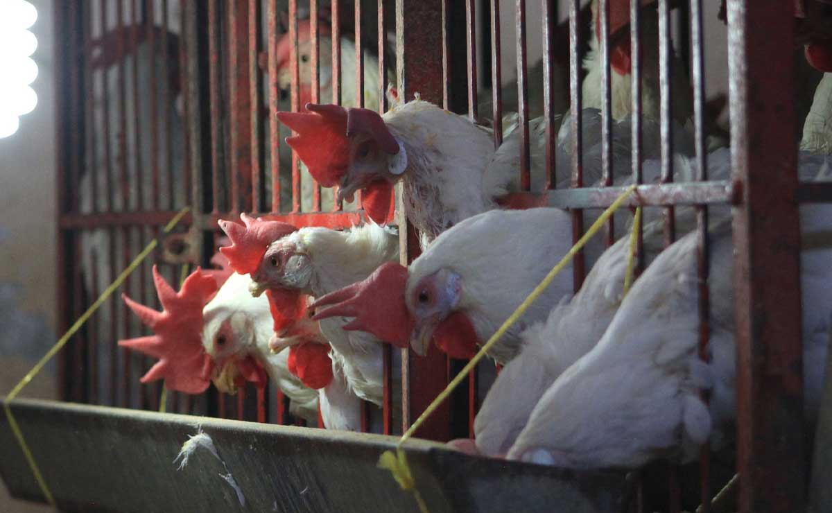 Puebla mantiene alerta por gripe aviar
