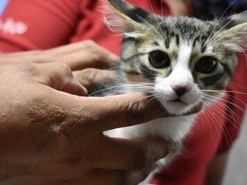 Matagatos de Tehuacán: denuncian a dos por muerte colectiva de felinos