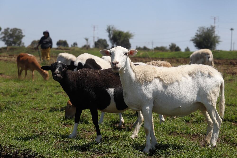 FOTO: Agencia Enfoque para El Universal Puebla