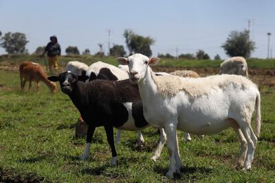 SOCAVÓN AFECTA PASTOREO
