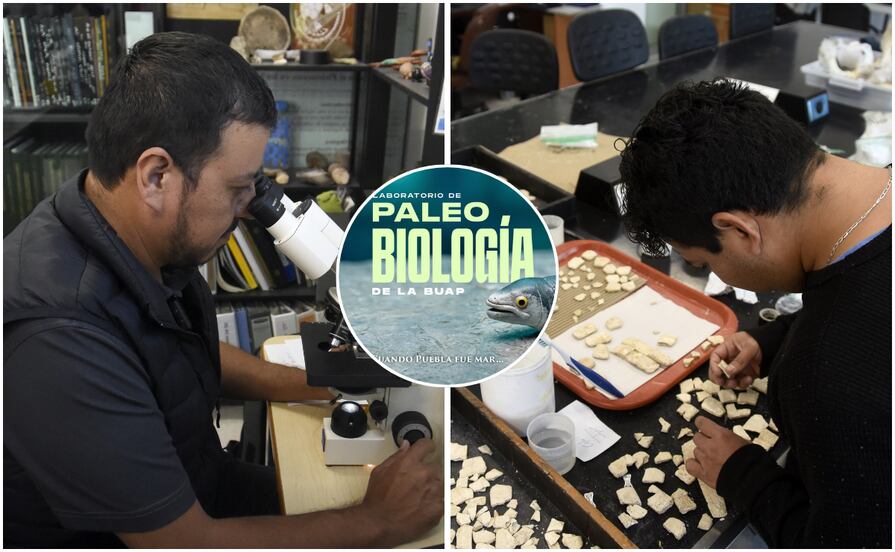 Laboratorio de Paleobiología de la BUAP, evidencia de vida del pasado para interpretar el presente y vislumbrar un futuro