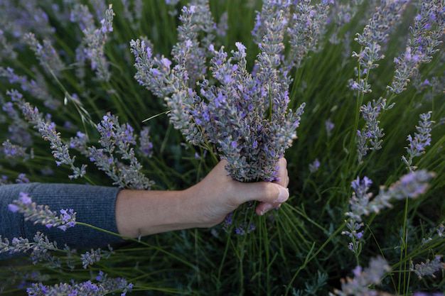 Crea un ambiente relajante en tu dormitorio con estas plantas aromáticas. Fuente: Freepik.