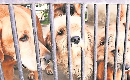 Alistan iniciativa para el bienestar animal