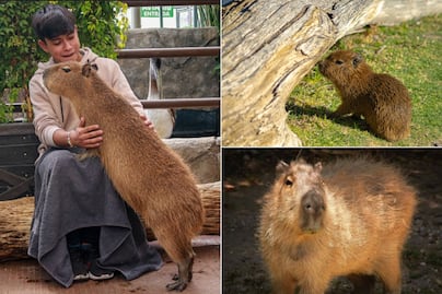 Capibaras en México: En estos zoológicos puedes conocerlos