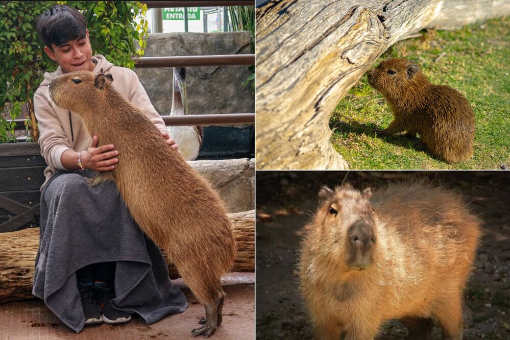 Puedes conocer a los capibaras en los zoológicos de México / Foto: Acuario Michin / Africam Safari