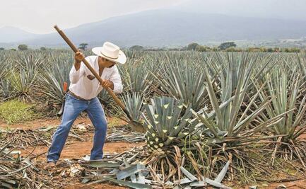 Para 2030 la meta es producir 3.5 millones de plantas de agave en Puebla