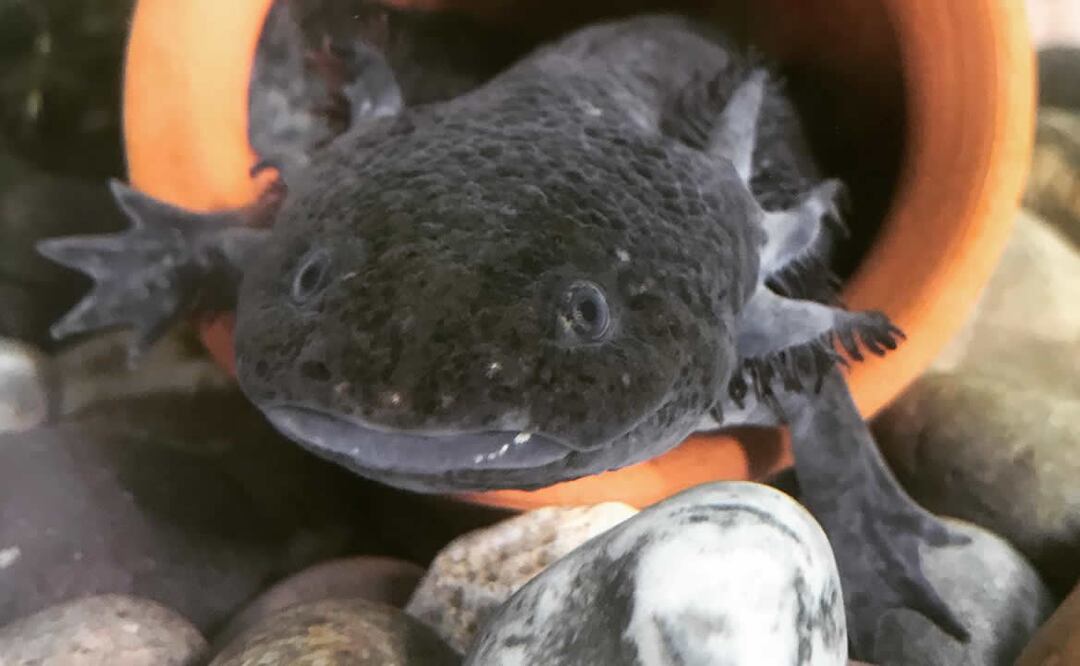 Foto: Axolotitlán / Instagram