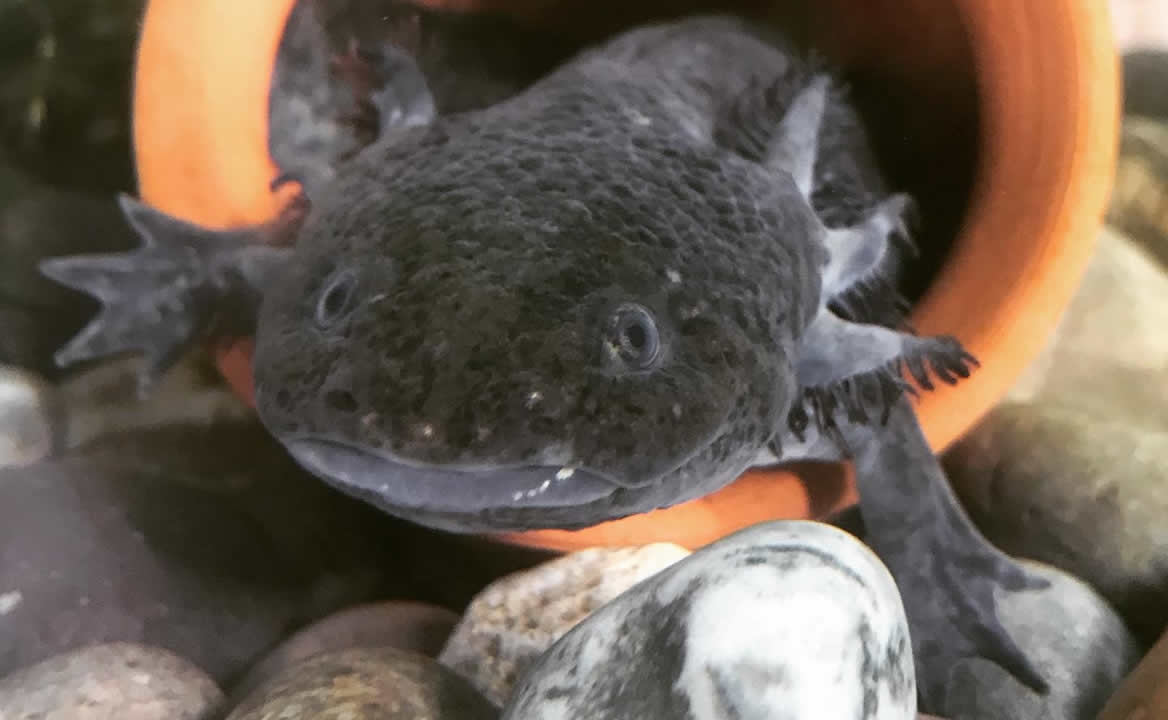 Dónde está el ajolote que modeló para el nuevo billete de 50 pesos