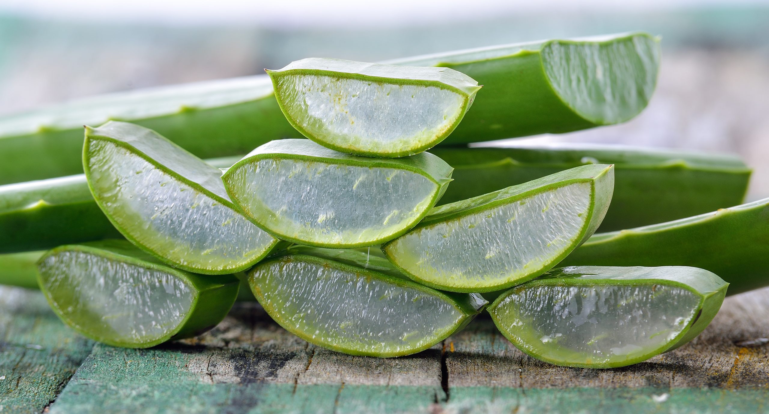 El aloe vera es una de las 11 plantas más empleadas en la industria naturista para la elaboración de fármacos y es conocida por fortalecer el sistema inmunológico. 

Foto: Producción El Universal Puebla