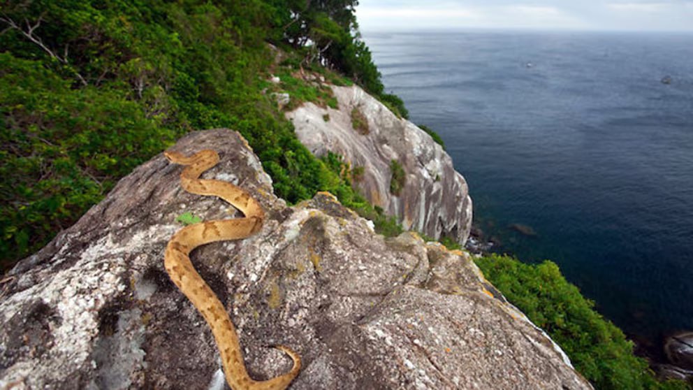 Isla de las Serpientes | Foto: Infobae