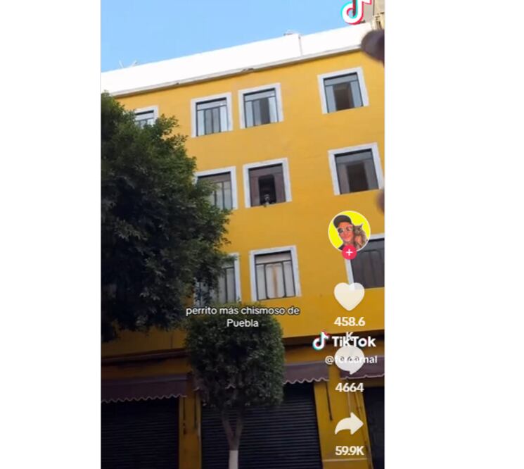 La recomendación añadió un toque de humor y cercanía a la ya viral escena, animando a los fans a no perderse la oportunidad de ver al famoso perrito en su ventana.

Foto: Producción El Universal Puebla
