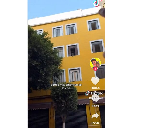 La recomendación añadió un toque de humor y cercanía a la ya viral escena, animando a los fans a no perderse la oportunidad de ver al famoso perrito en su ventana.
Foto: Producción El Universal Puebla