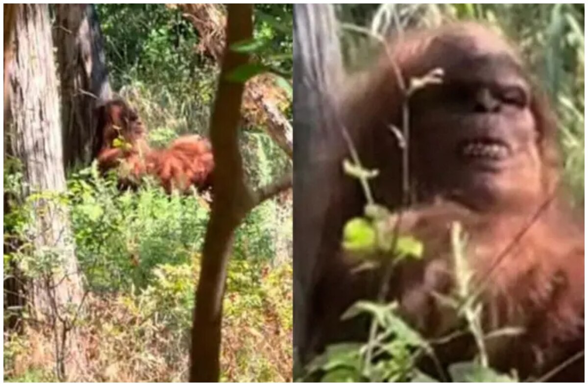 Los usuarios participan en acalorados debates sobre la autenticidad del material, que fue grabado por un tiktoker en el Bosque Paralelo de Lawton, Oklahoma, Estados Unidos. 

Foto: Producción El Universal Puebla