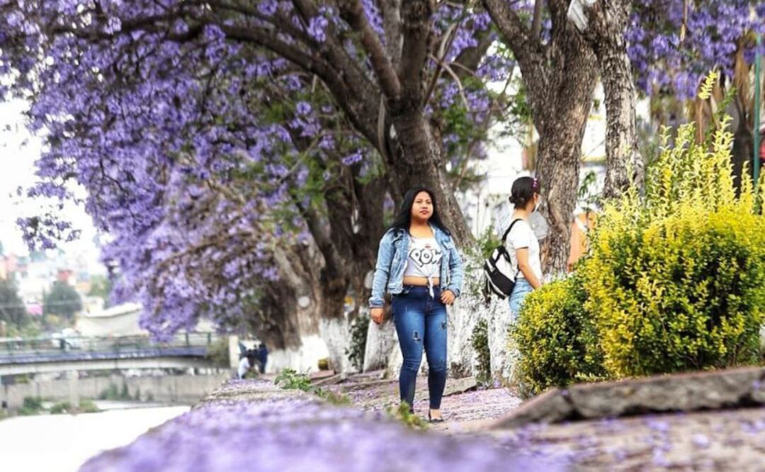 Ya llegó la época de jacarandas en Puebla | Foto: EsImagen