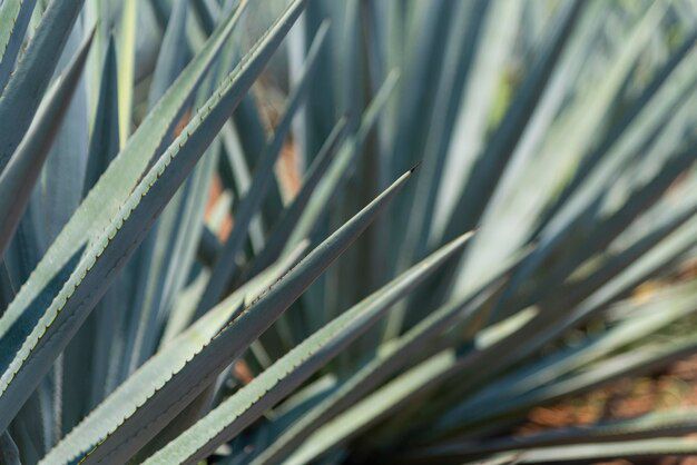 Cuidados esenciales para el Agave. Fuente: Freepik.