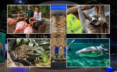 Vacaciones a todo mar, diversión y aventura en un solo lugar “Acuario Michin”
