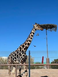 ¿Quién es Benito, la jirafa que llegará a vivir a Puebla?