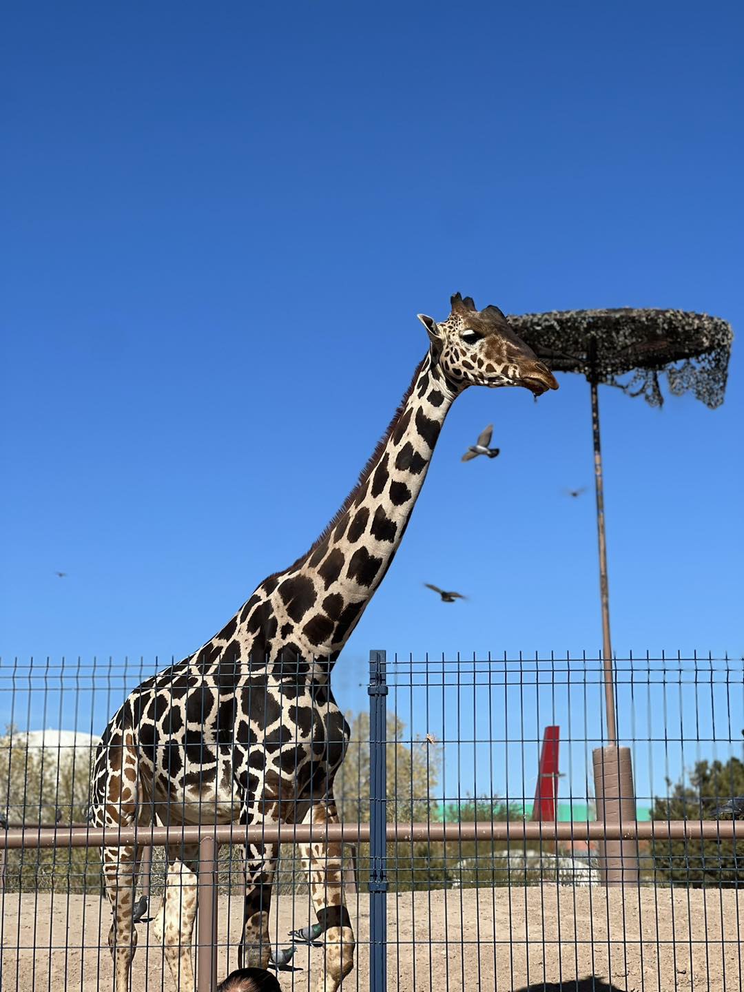 ¿Quién es Benito, la jirafa que llegará a vivir a Puebla?