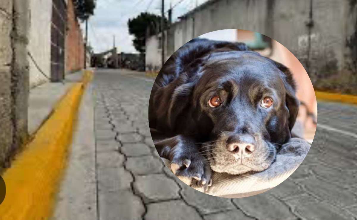 VIDEO Perrito intenta revivir a su amigo que fue envenenado con su manada