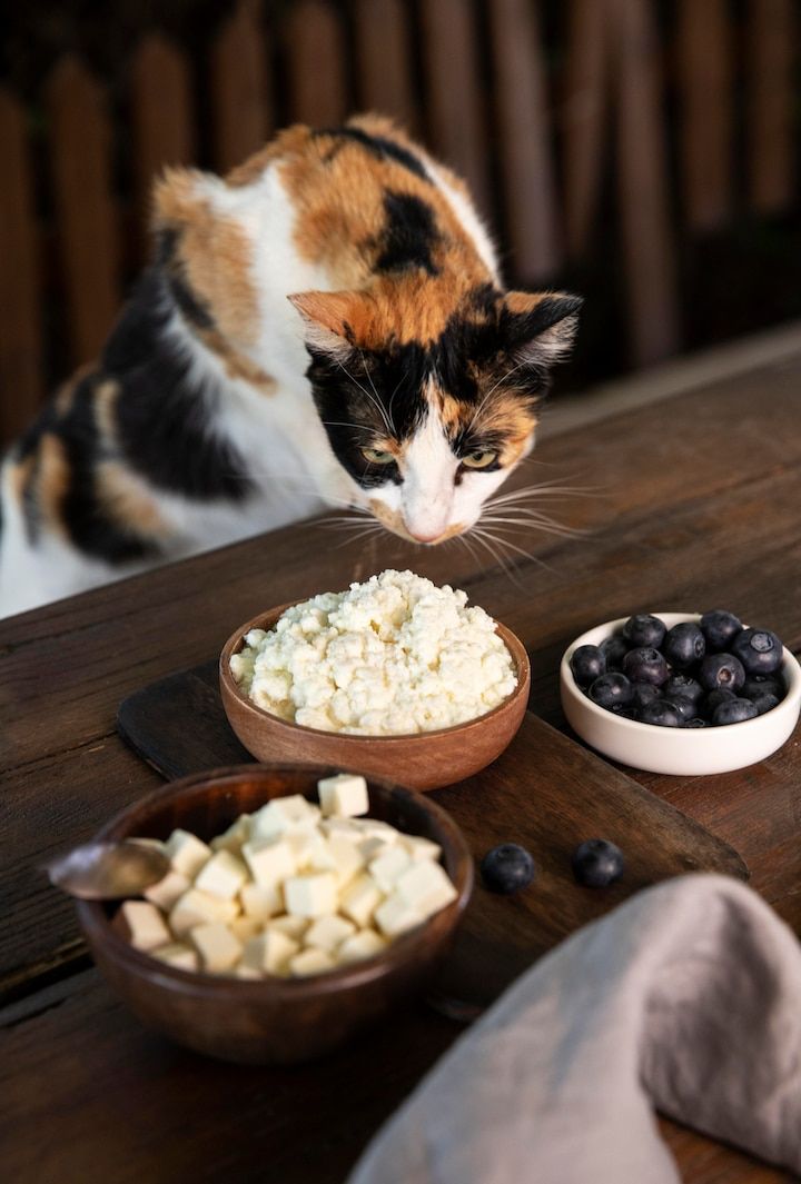 Alimentos prohibidos para gatos que debes conocer. Fuente: Freepik.
