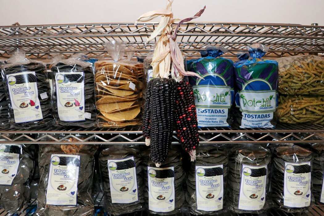 ¡Provecho paisanos! Puebla exporta tostadas de maíz azul a Estados Unidos