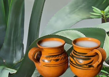 UNAM busca garantizar conservación del agave pulquero