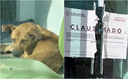 Aclaran caso de perro hallado en escuela de Puebla; no sufrió maltrato