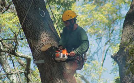 ARBORISTAS LABORAN