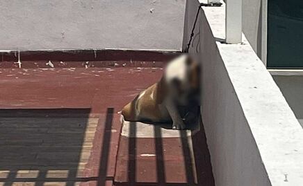 Perrito muere ahorcado en Lomas de Angelópolis, responsabilizan a supuestos integrantes de La Factoría