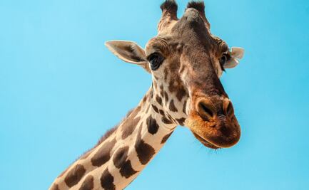 Como está Benito a tres meses de su llegada a Africam Safari