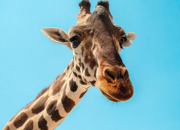 Como está Benito a tres meses de su llegada a Africam Safari