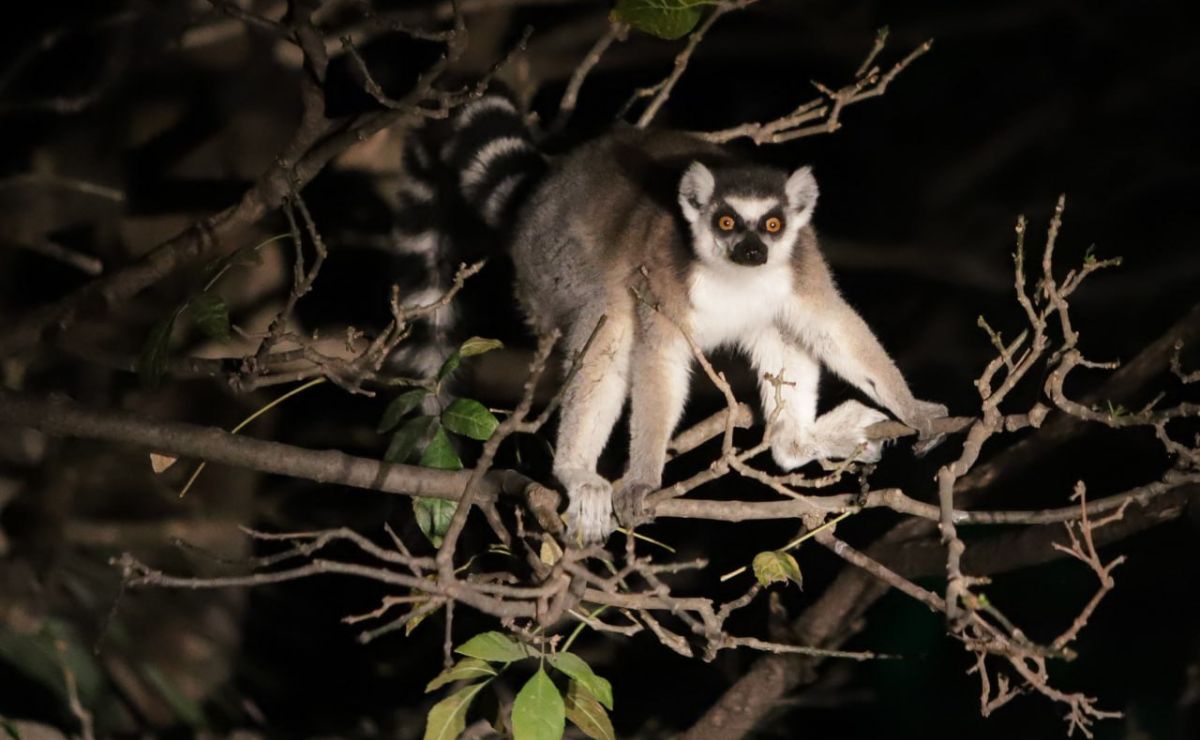 El lémur de Madagascar es uno de los animales que puedes visitar en Africam Safari | Foto: Agencia Es Imagen para El Universal Puebla