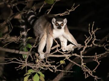 Africam Safari Puebla: Estos son los animales más exóticos que puedes admirar