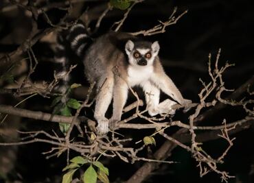 Africam Safari Puebla: Estos son los animales más exóticos que puedes admirar