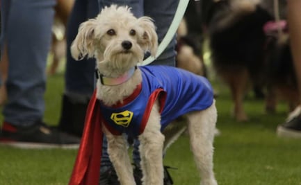 Cómo cuidar a las mascotas en temporada de calor. Aquí te decimos