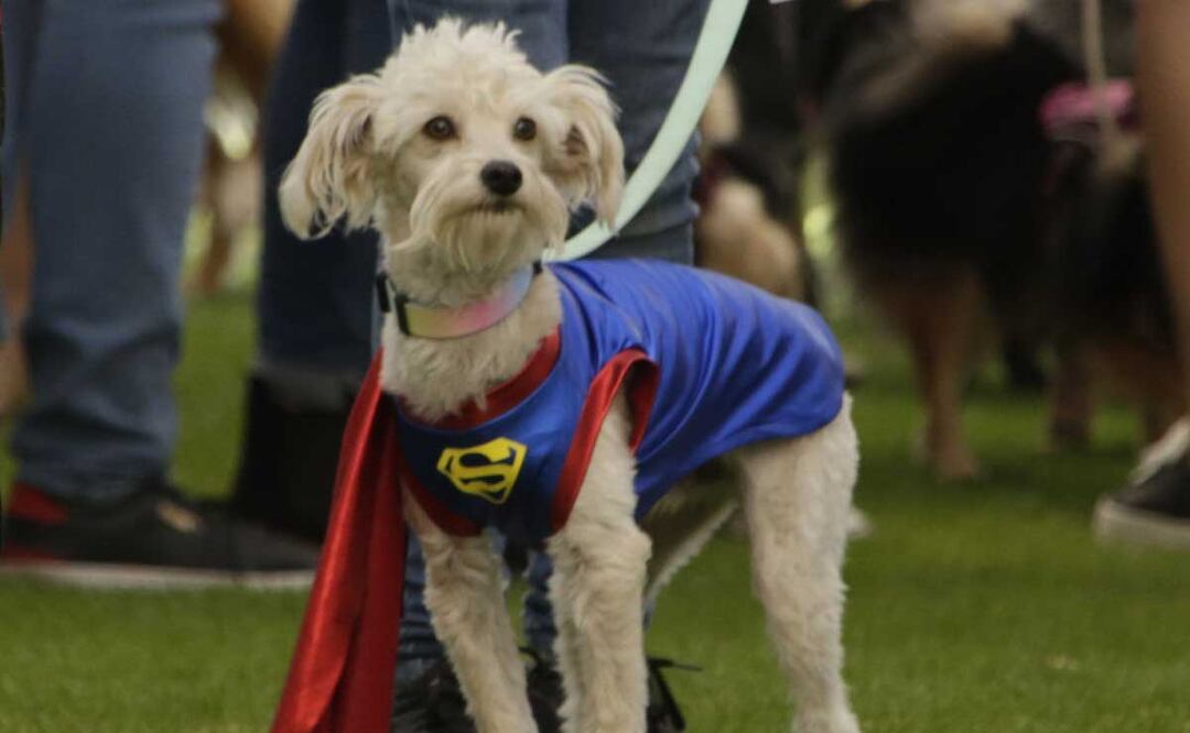 Foto: Agencia Es Imagen para El Universal Puebla